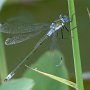 emerald damselfly male